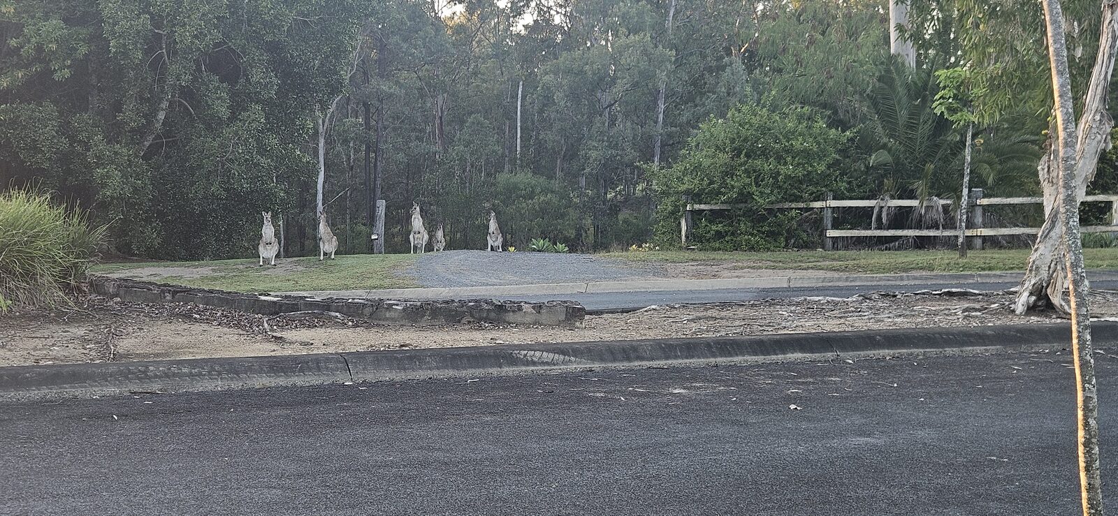 A mob of kangaroos across the road from the build site early in the morning