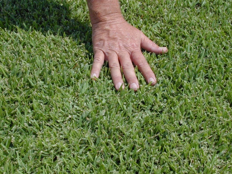 Palmetto Buffalo turf for sale Gold Coast — supply and lay