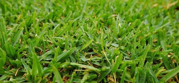 Sir Walter Buffalo turf for sale Gold Coast — supply and lay