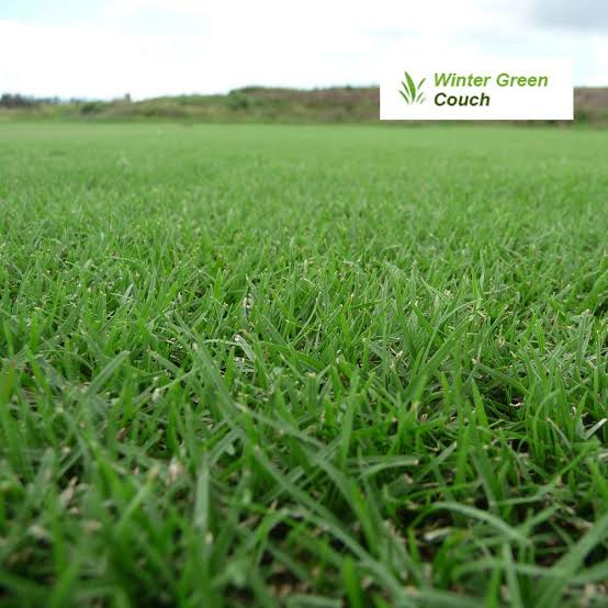 Wintergreen couch turf for sale Gold Coast — supply and lay